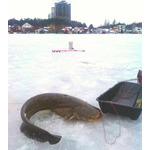 Сани для зимней рыбалки Касатка-2